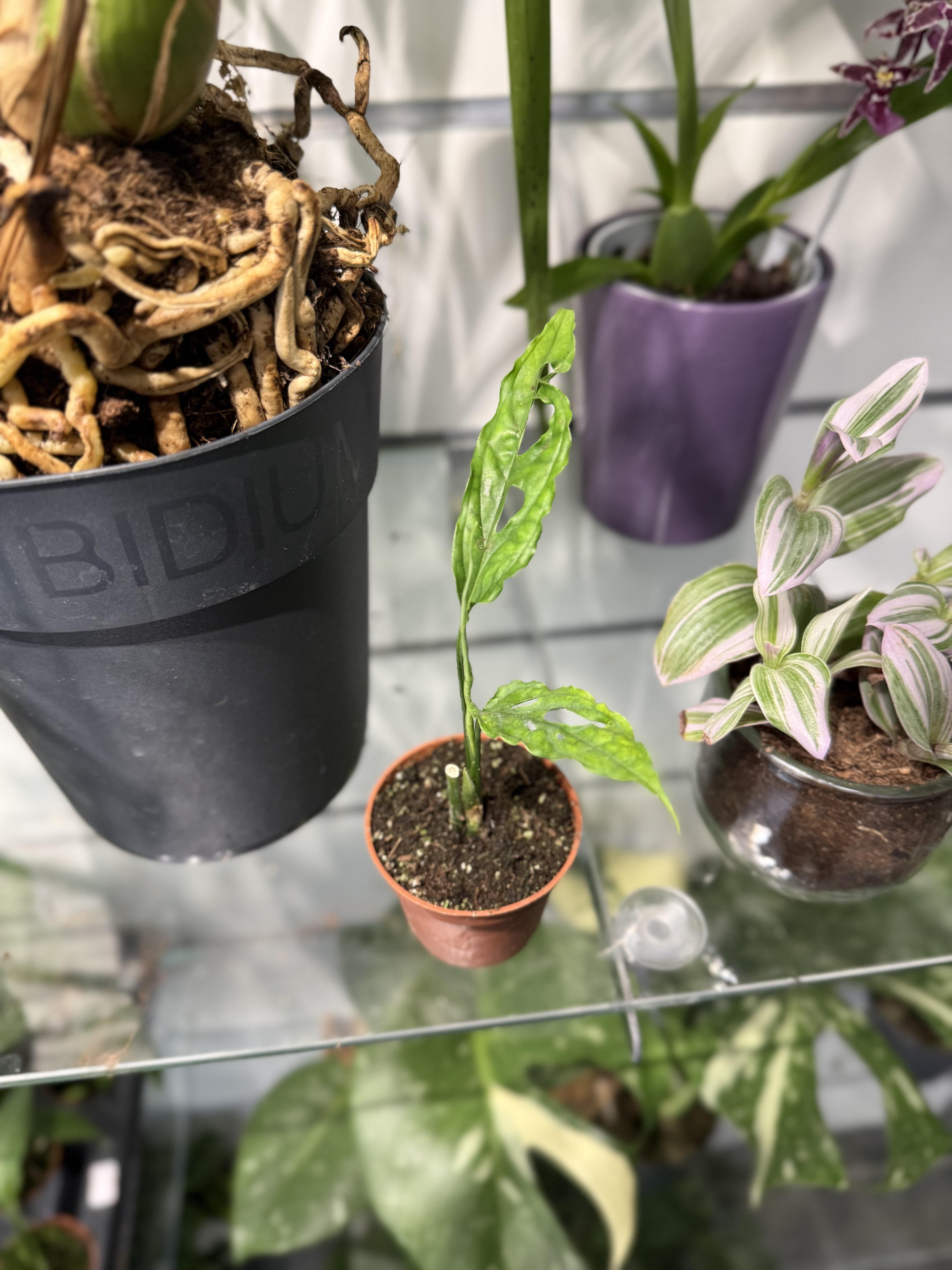 Baby Plante Rare