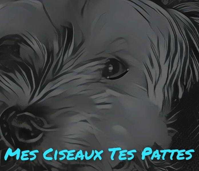 Mes Ciseaux Tes Pattes 