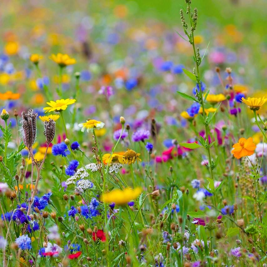 The language of flowers