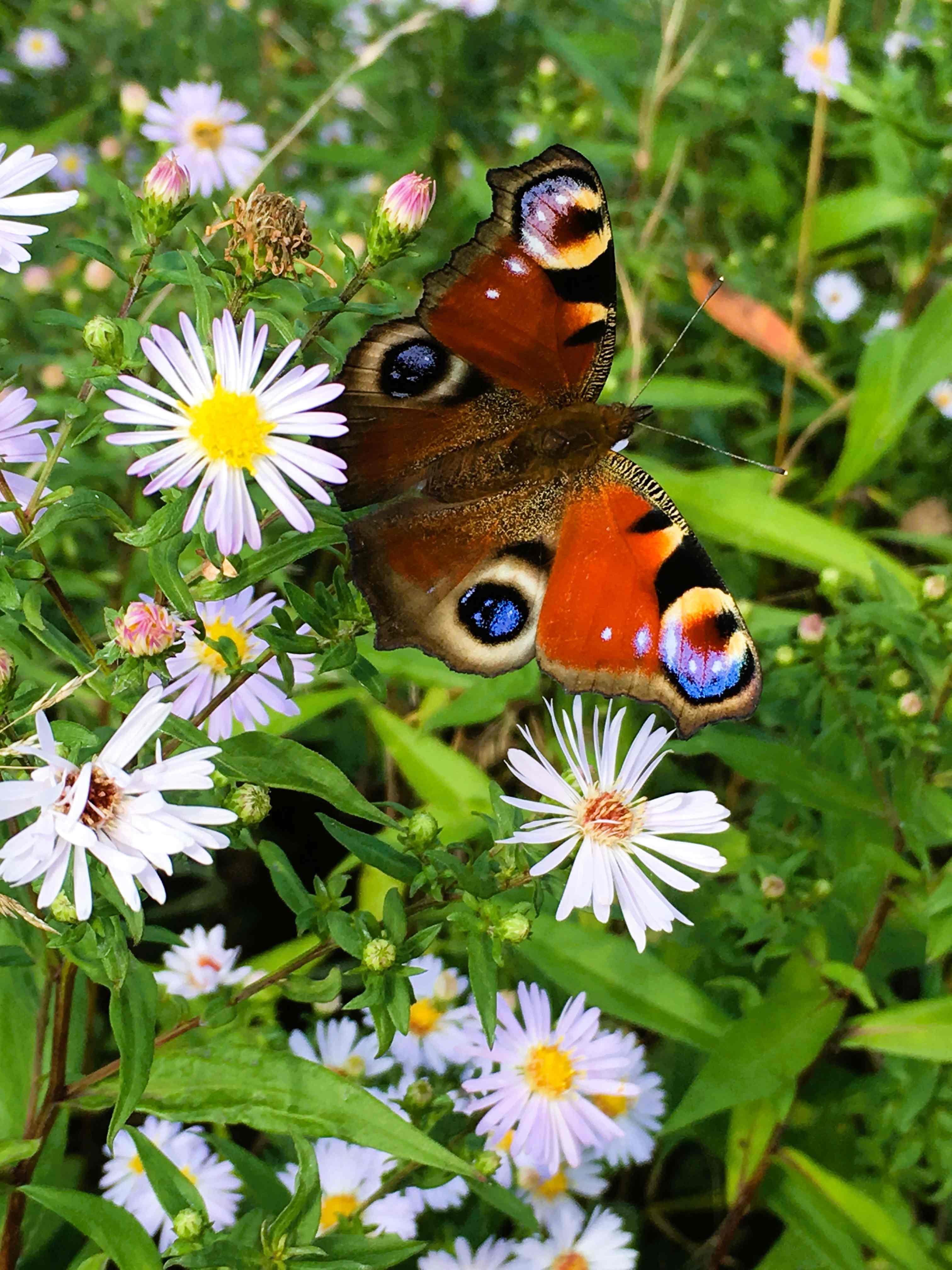 Flowers and butterflies