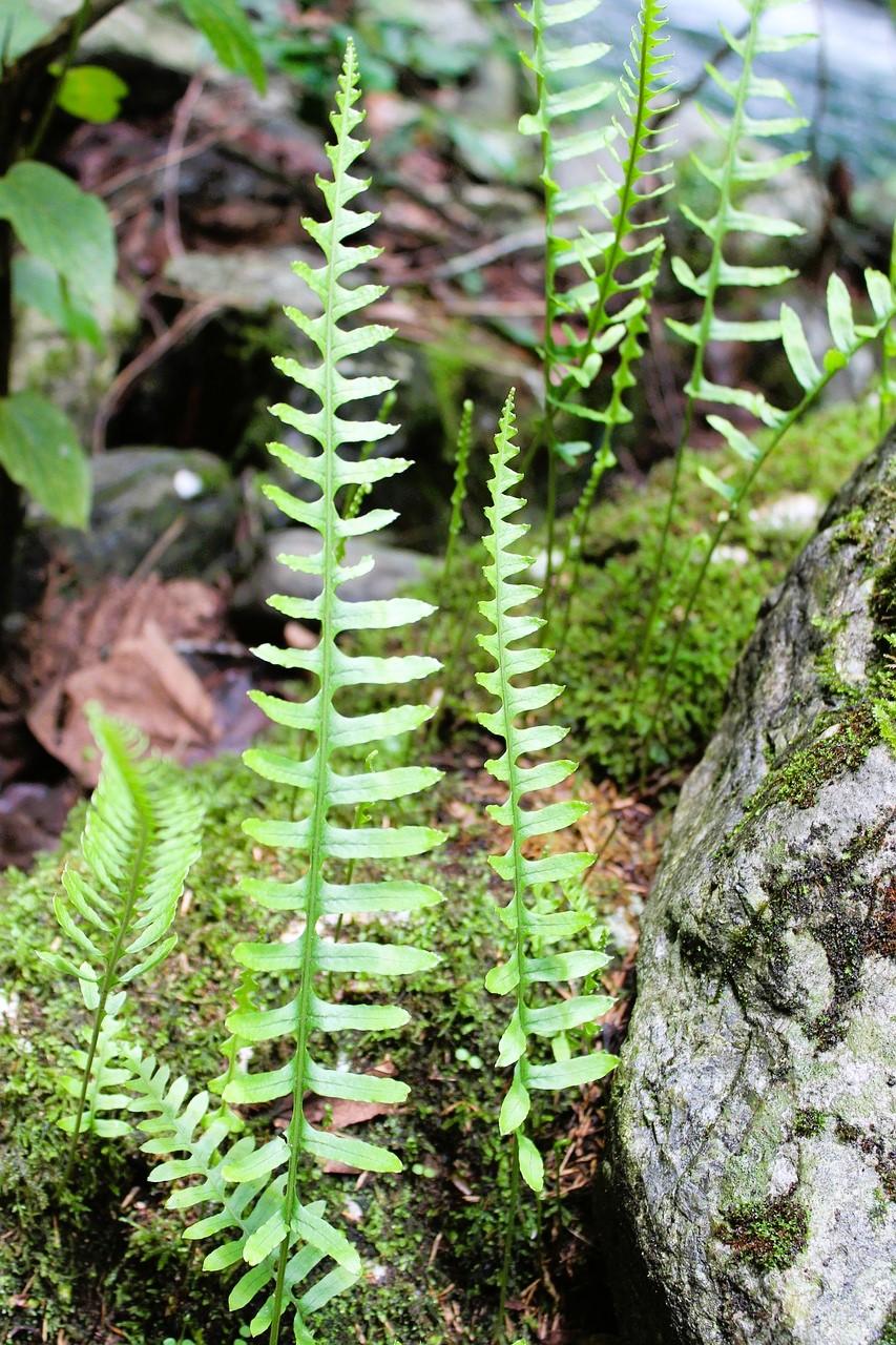 Treasures of the Forest