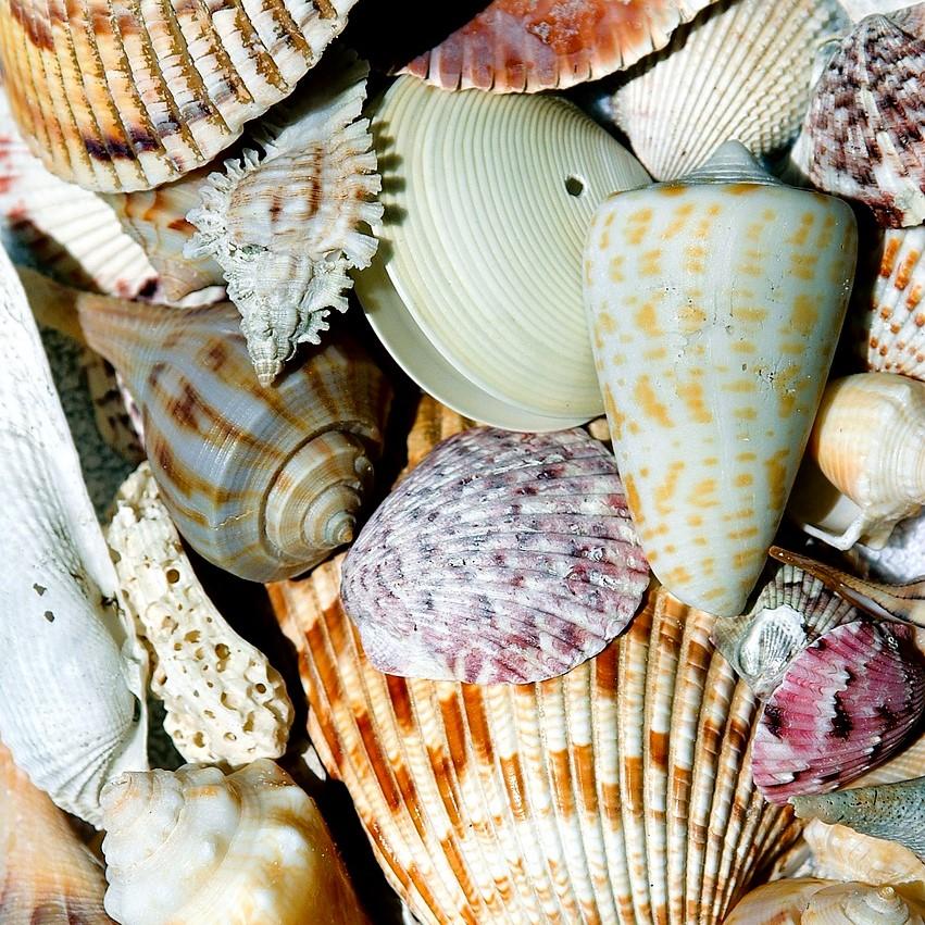 Treasures of the Sea
