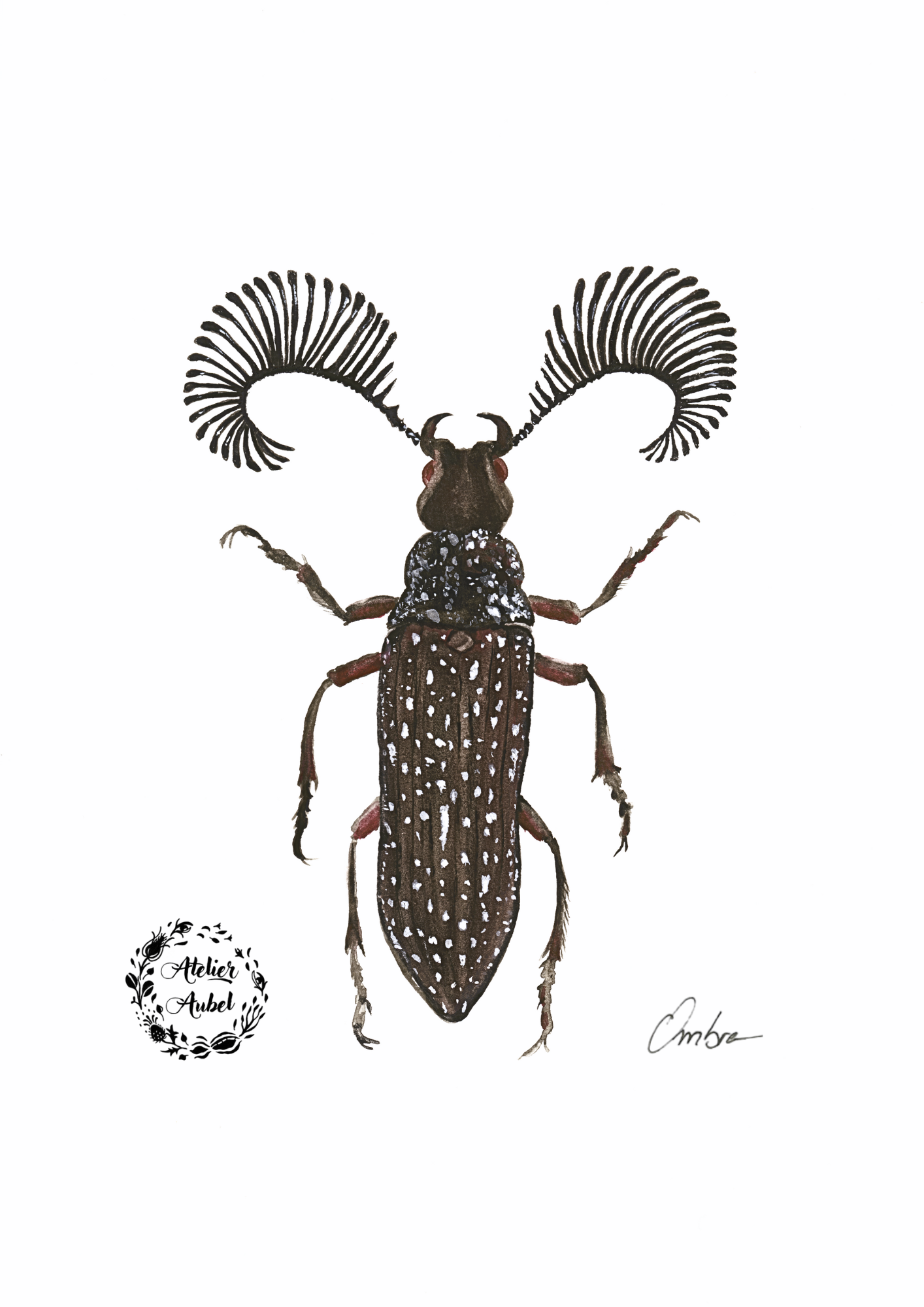 Aquarelles insectes