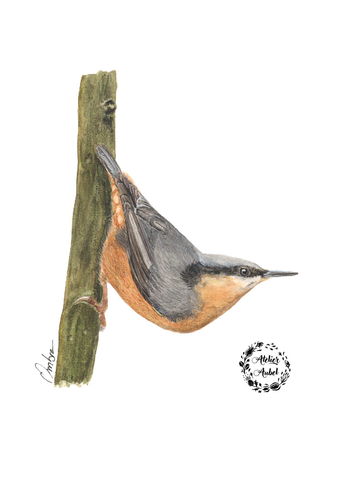 Oiseaux