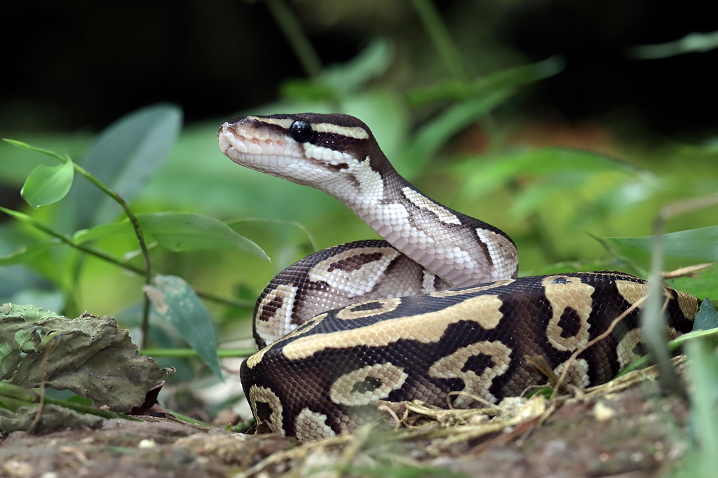 Titelbild Mini KrabbelZoo Shop