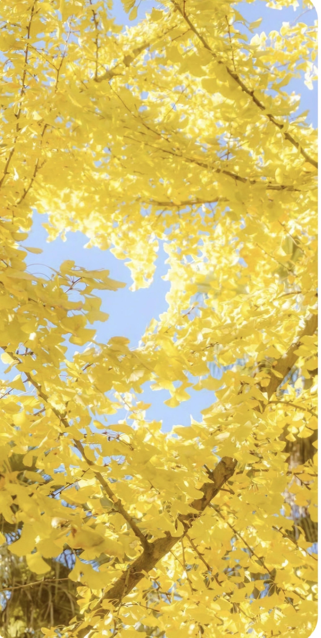 product_list_image_cover