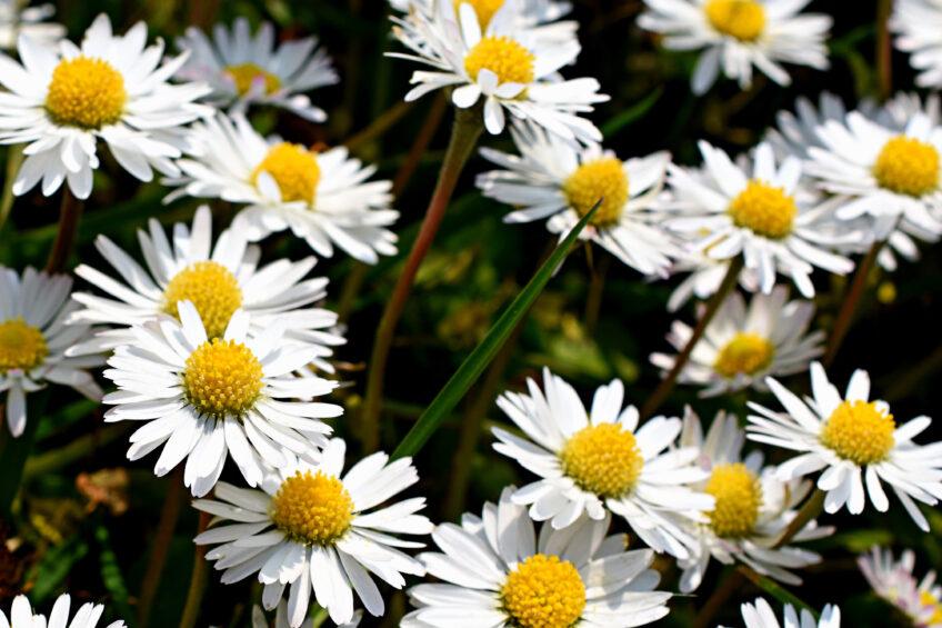 Pâquerettes Blanches