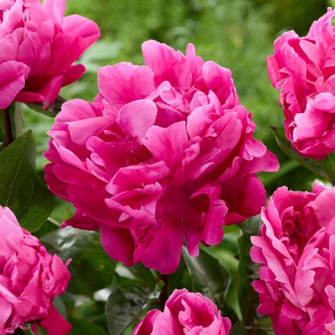 Pivoine