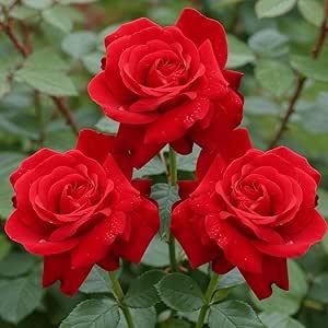 Rose Rouge