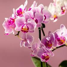 Orchidées