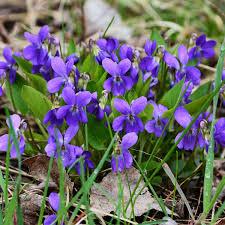 Violette