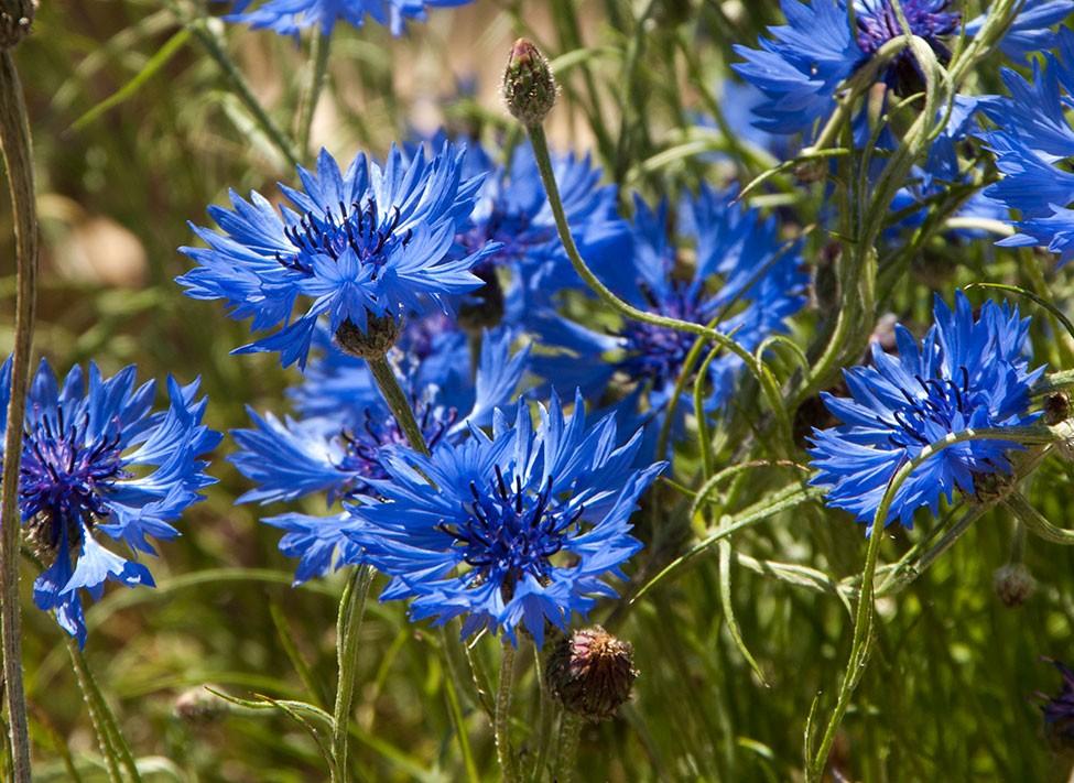 product_list_image_cover