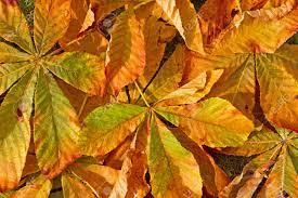 product_list_image_cover