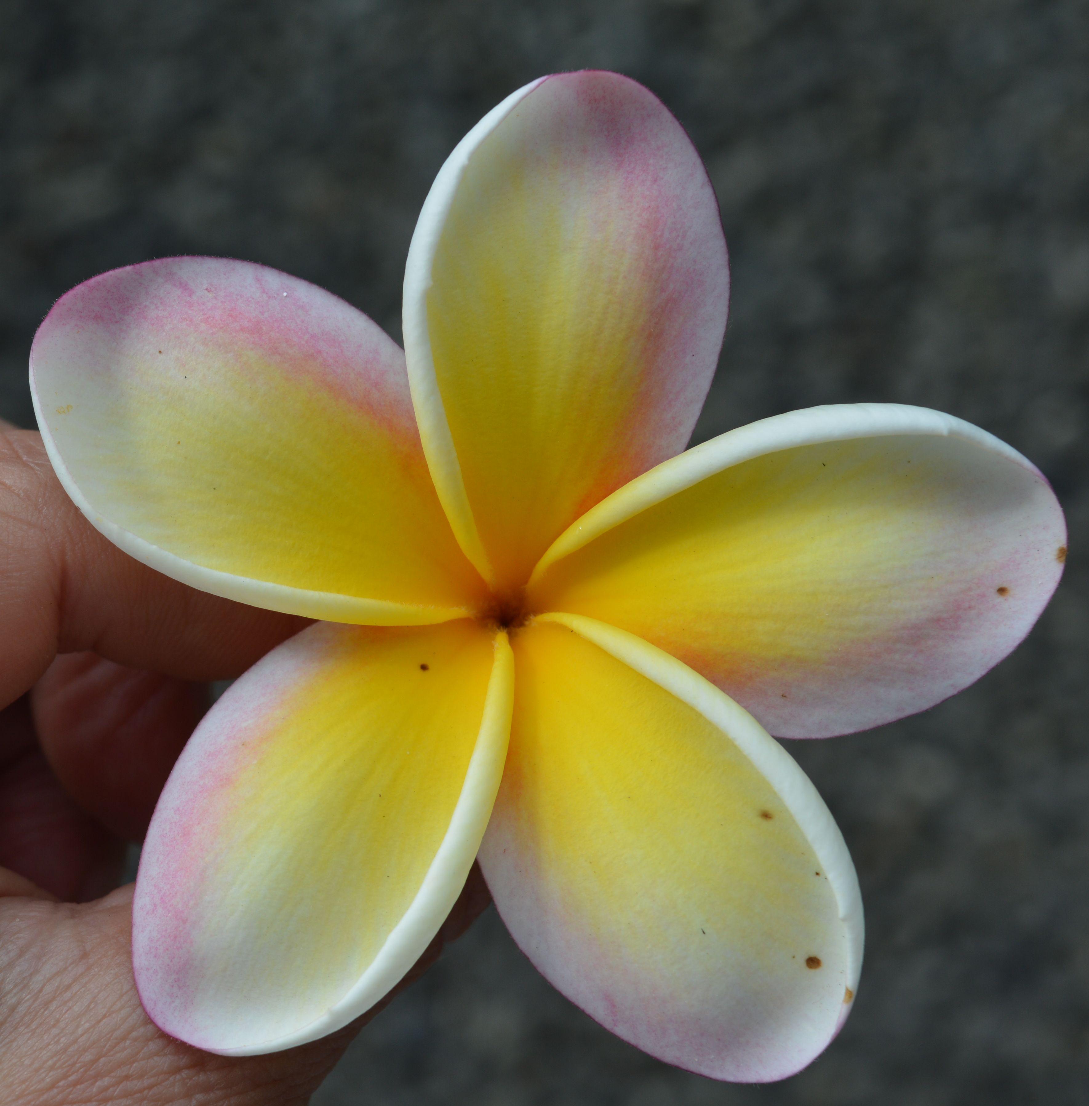 Bijoux ORAVA TAHITI