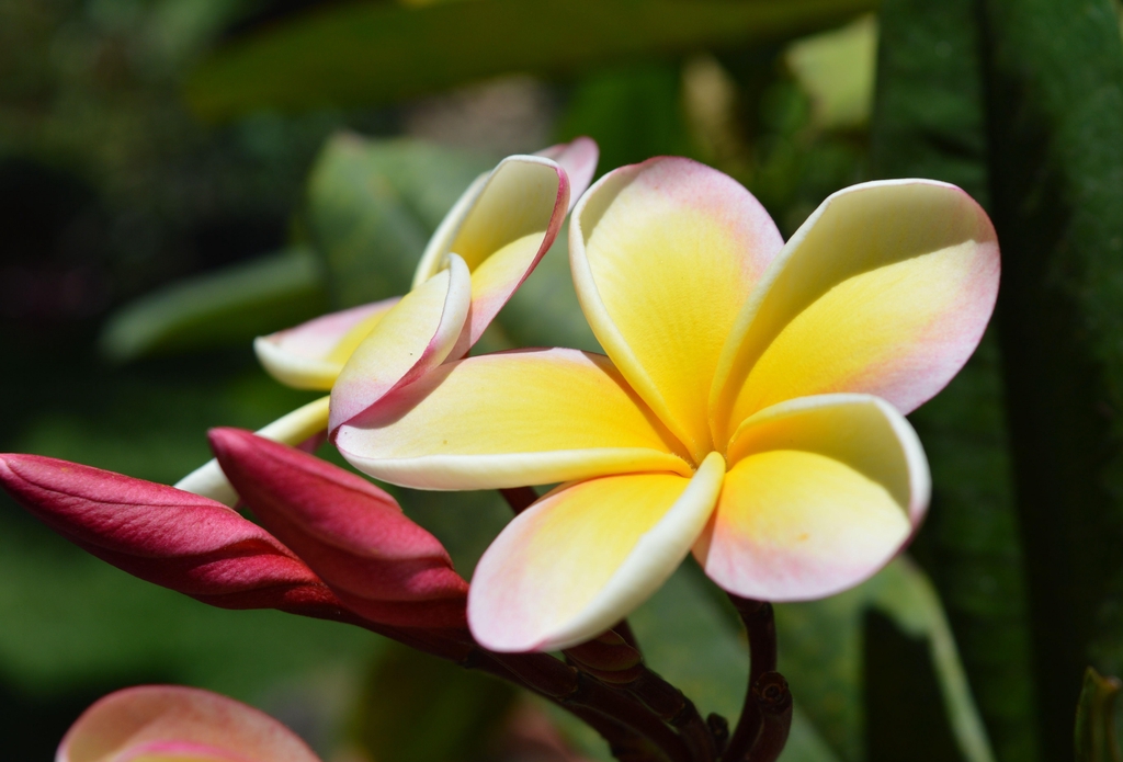 product_list_image_cover