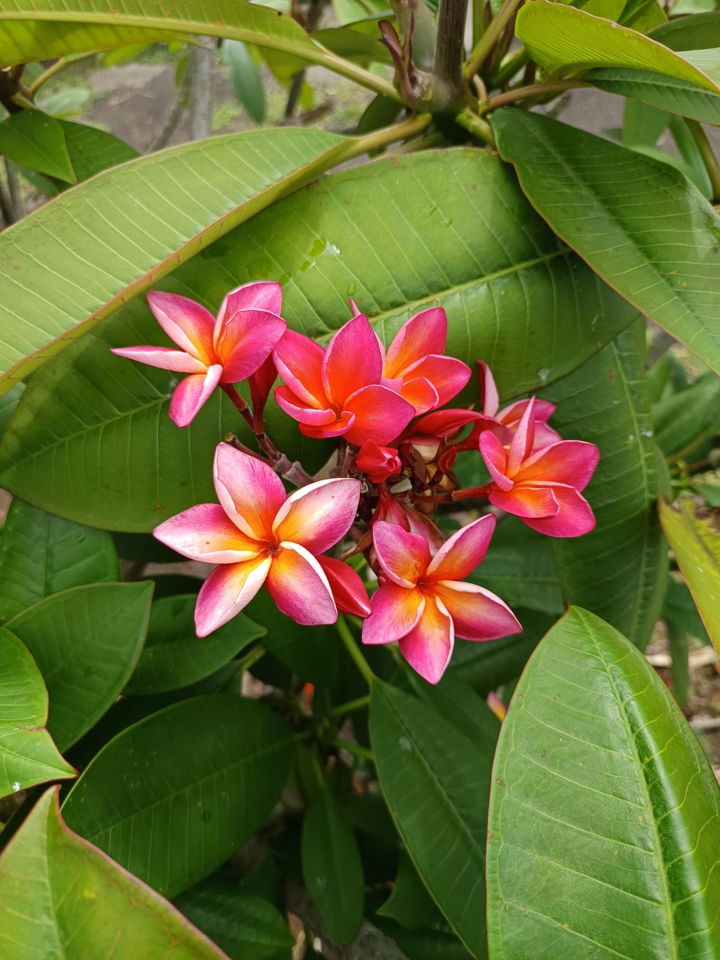 product_list_image_cover