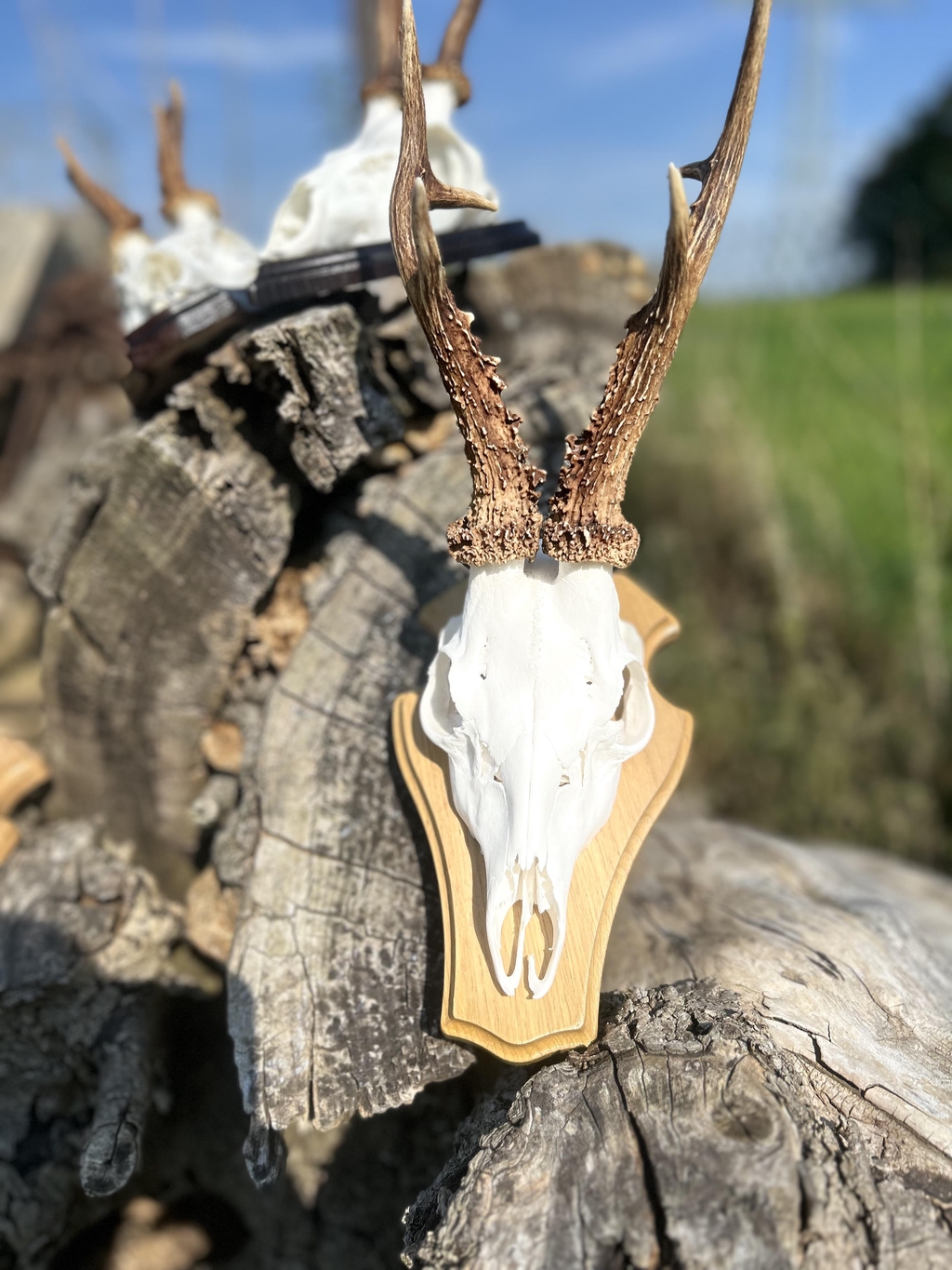 Trophäenveredelung:
Handveredelte Aufbereitung von Jagdtrophäen wie Hirsch, Reh, Wildschwein, inklusive Reinigung, Präparation und Finish.

Verarbeitung von Wild:
Professionelle Verarbeitung von Wild aus eigener Jagd oder regionaler Lieferung – Hirsch, Reh, Wildschwein und andere Wildarten.

Verarbeitung von Nutz- und Hausschlachtungen:
Fachgerechte Verarbeitung von Nutztieren wie Rind, Schwein oder anderen Hobbytieren – für Bauern, Hobbyhalter oder Privatpersonen.

Individuelle Beratung:
Persönliche Absprache zu Aufbereitung, Trophäenform oder Verarbeitungswunsch – wir gehen auf Ihre individuellen Bedürfnisse ein.