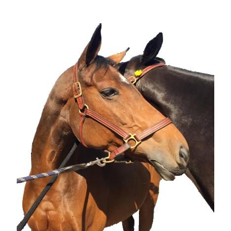 accessoires d'écurie