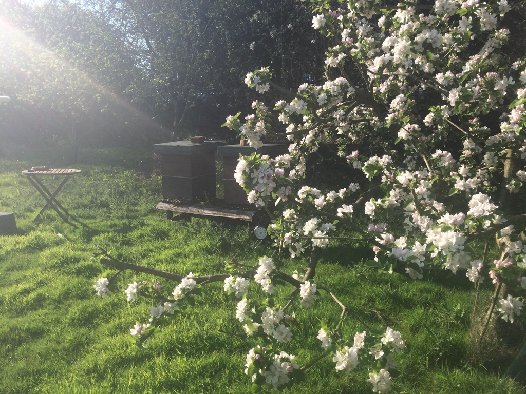 Springtime in the Apiary.