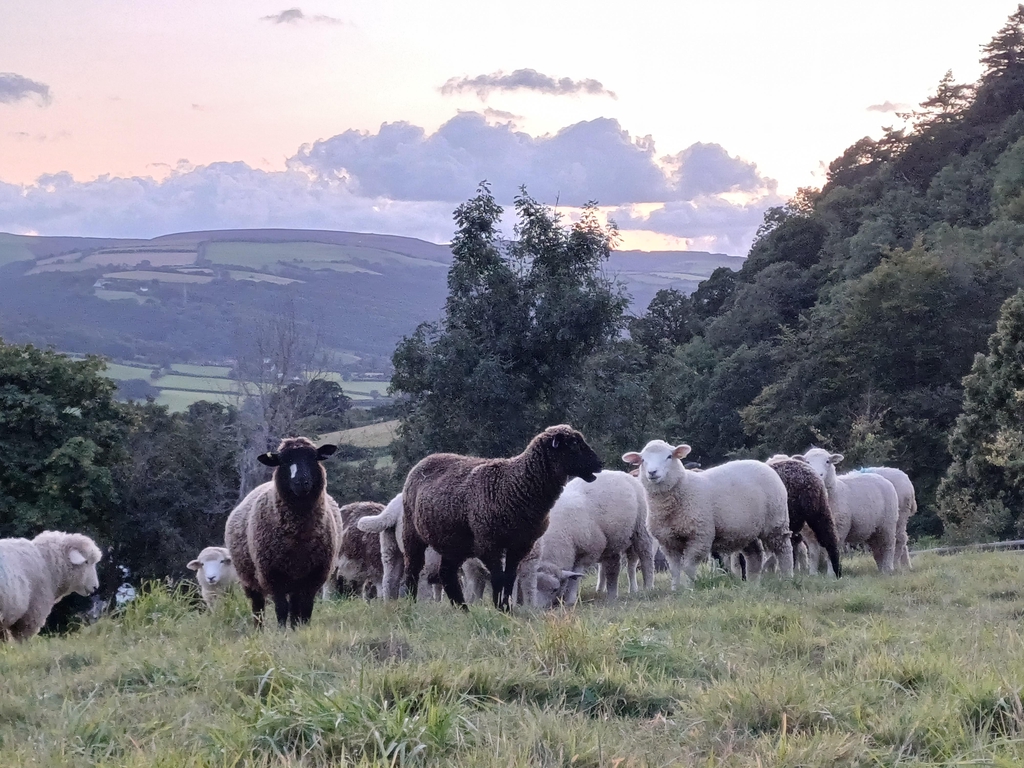 Handmade Exmoor & Exmoor Tweed 