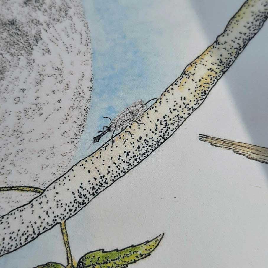 Snakeflies (Raphidioptera family)