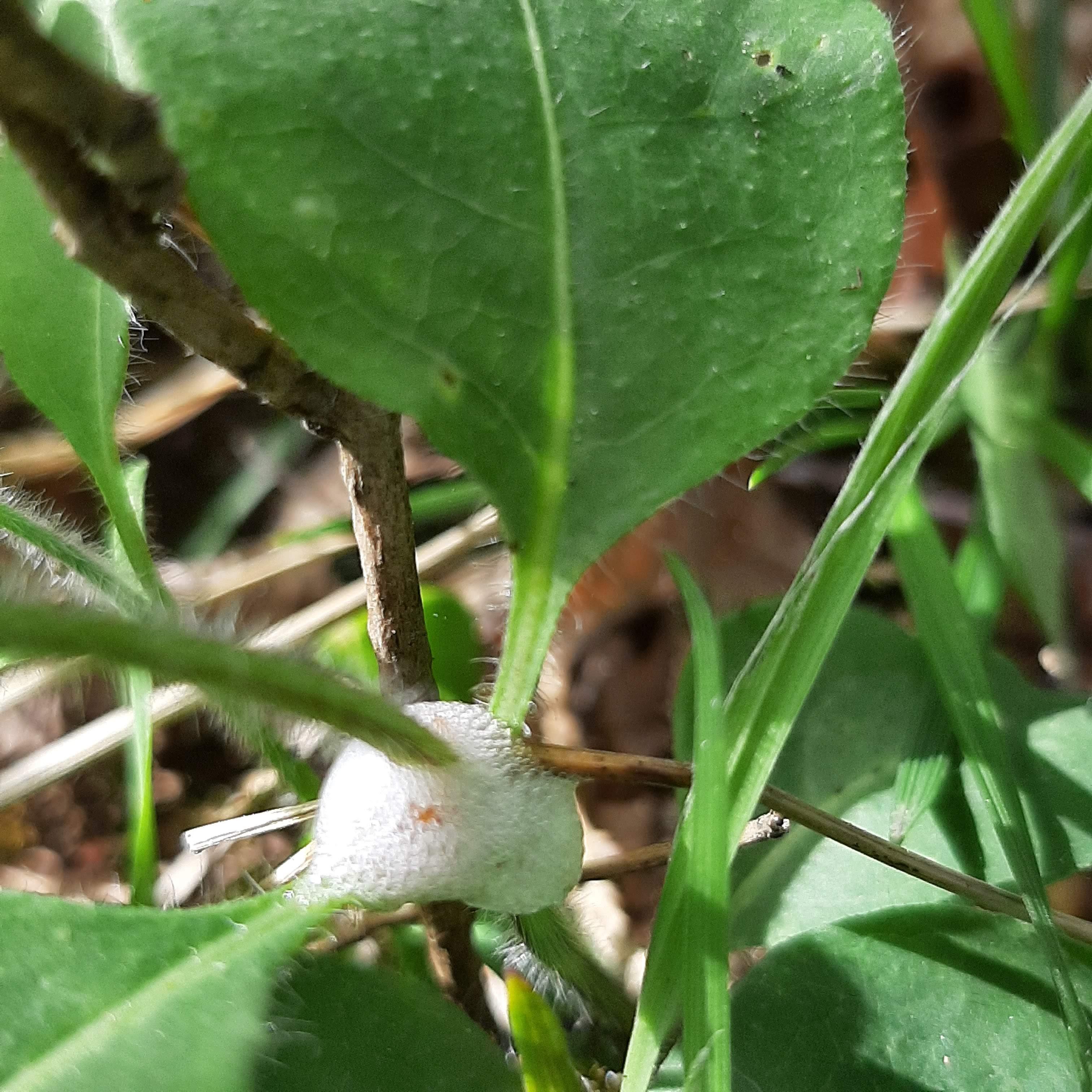 Cuckoo-spit, Spittlebugs and Froghoppers
(Philaenus, Neophilaenus, Aphrophora spp.)