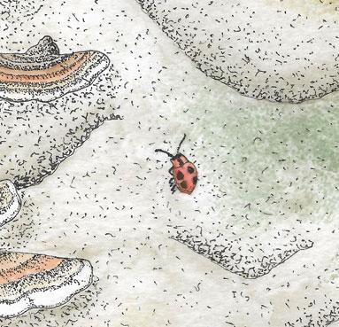 False ladybird