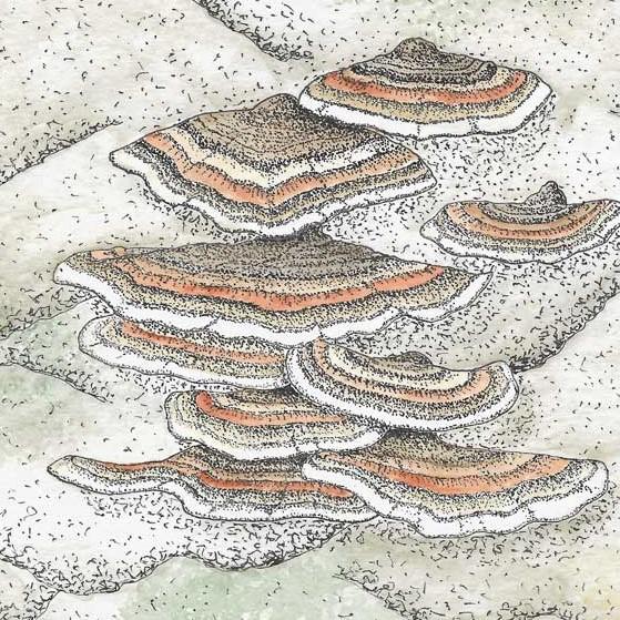 Turkey tail fungus (Trametes versicolour)
