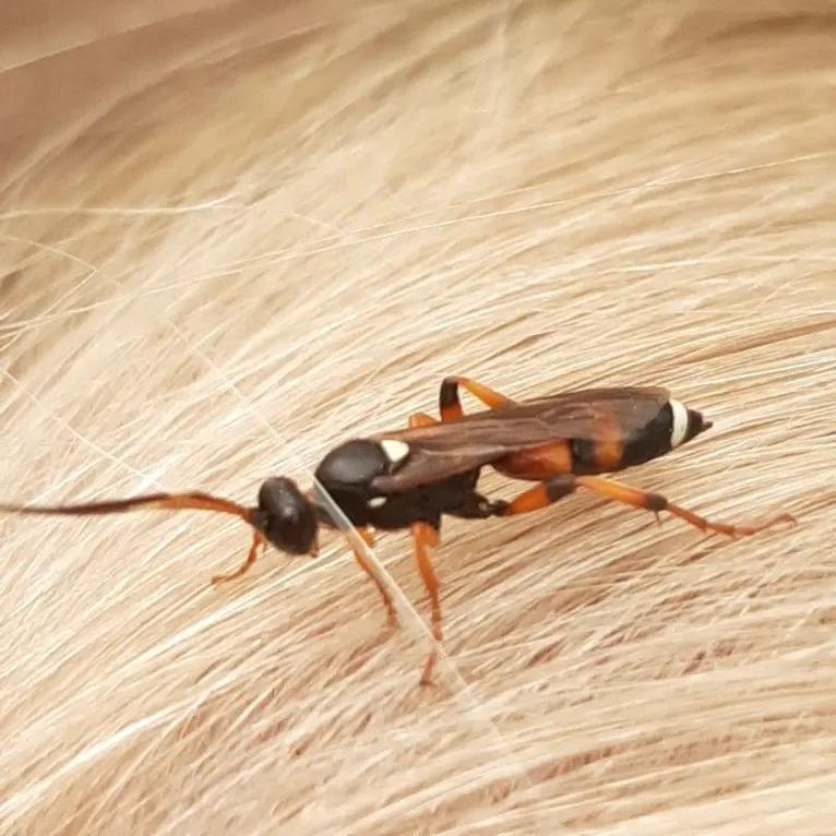 Ichneumon wasps (Ichneumon sarcitorius)