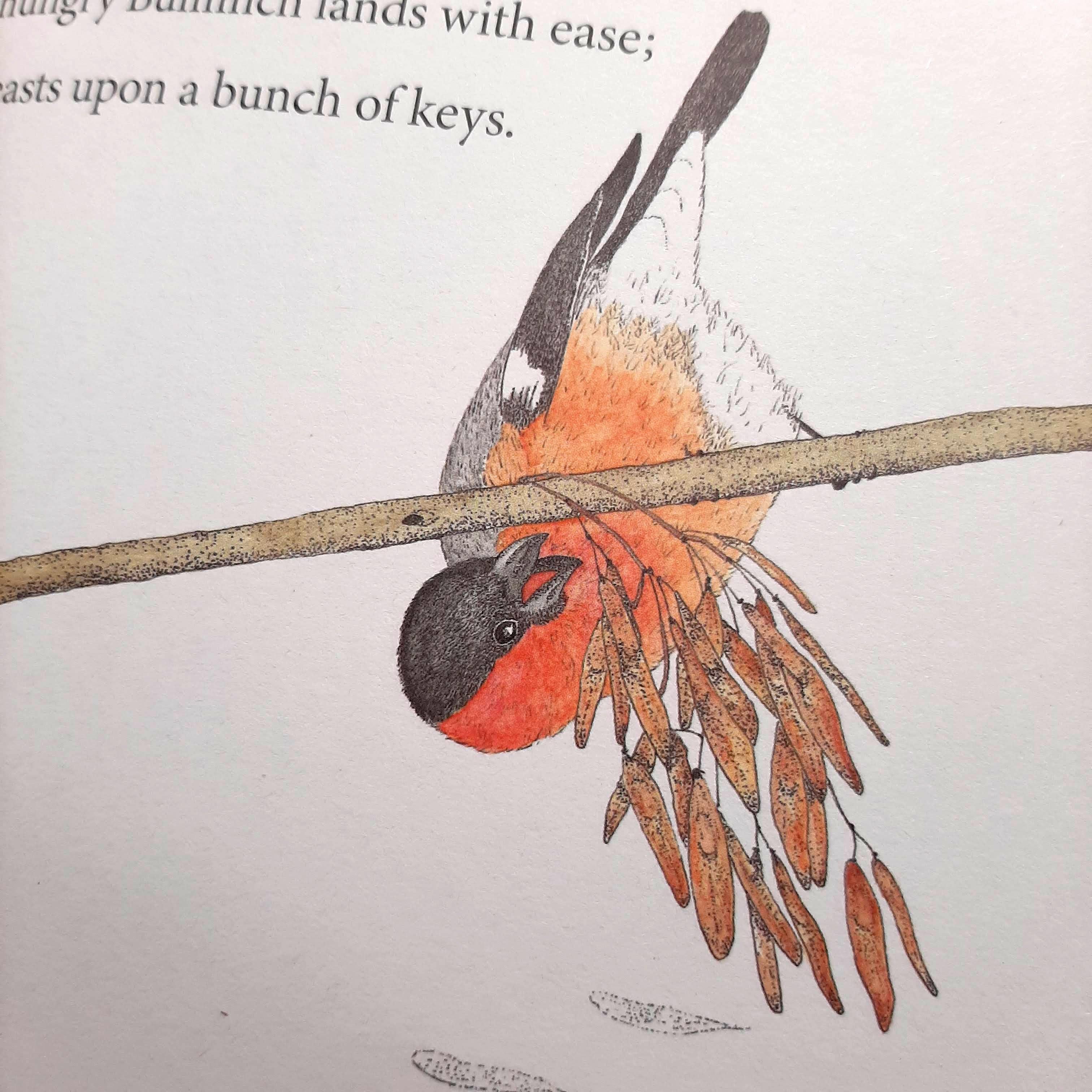 Male Bulfinch