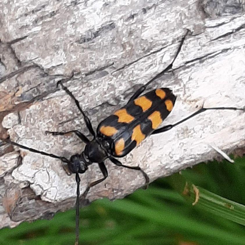 Four-banded Longhorn Beetle (Leptura quadrifasciata)