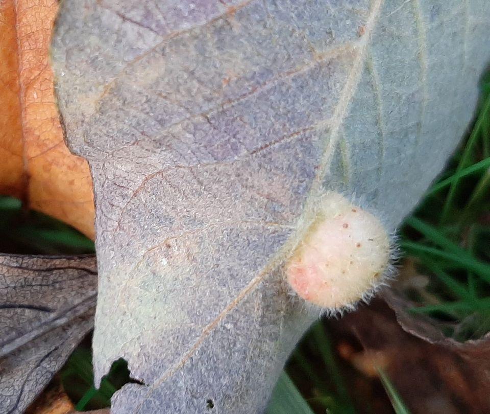 willow sawfly gall