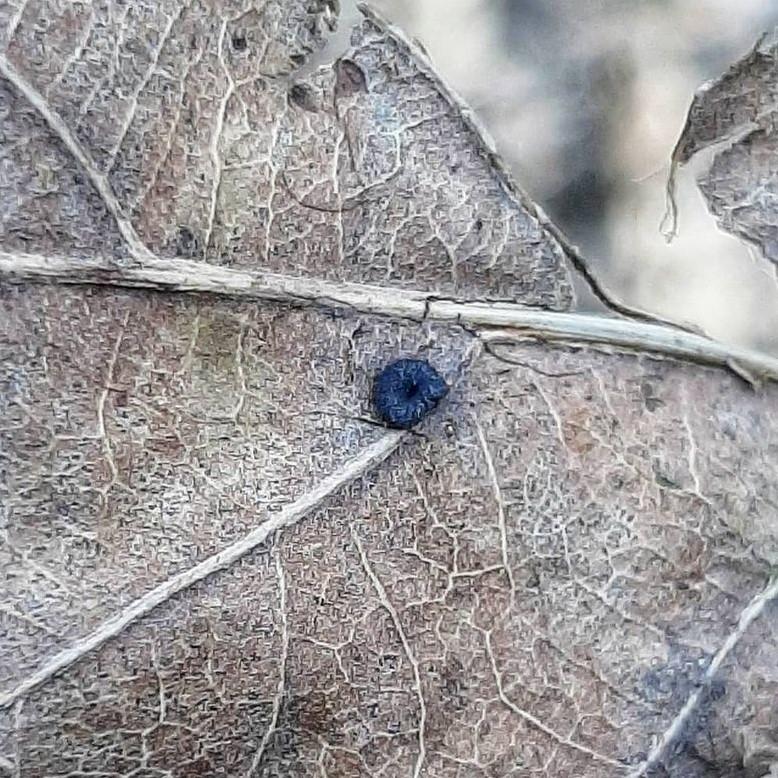 Silk button gall