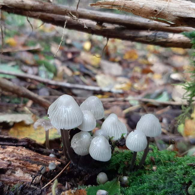 Common Bonnet
