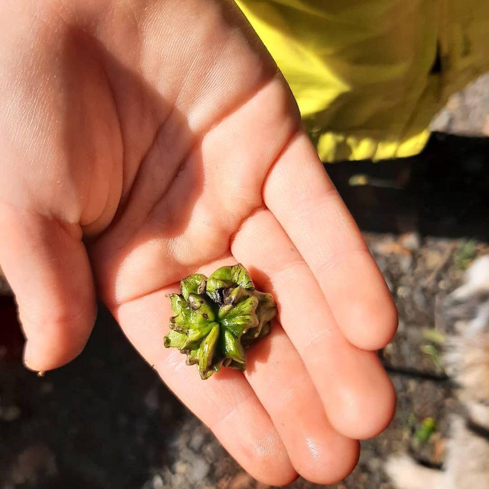 Knopper gall
