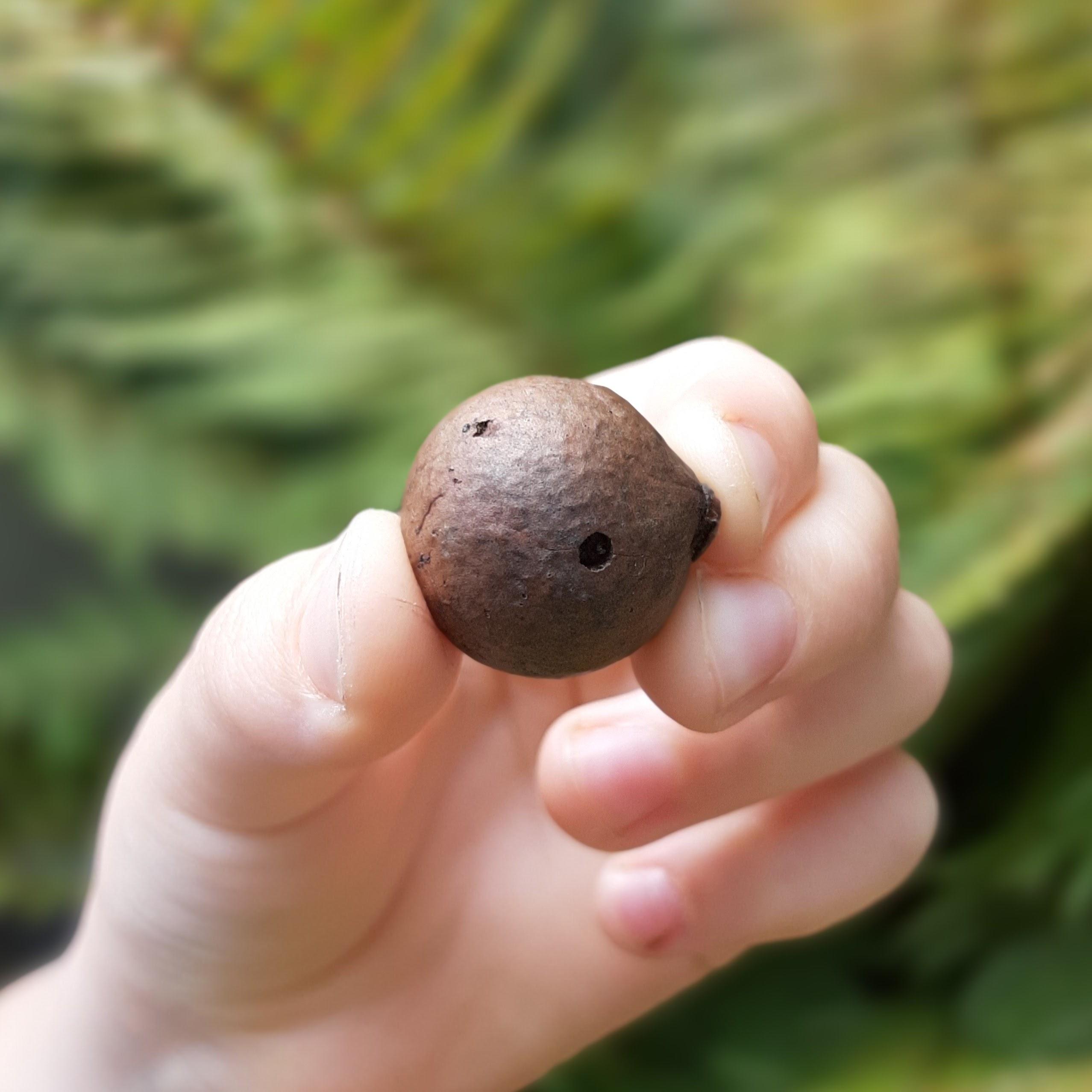 Marble gall