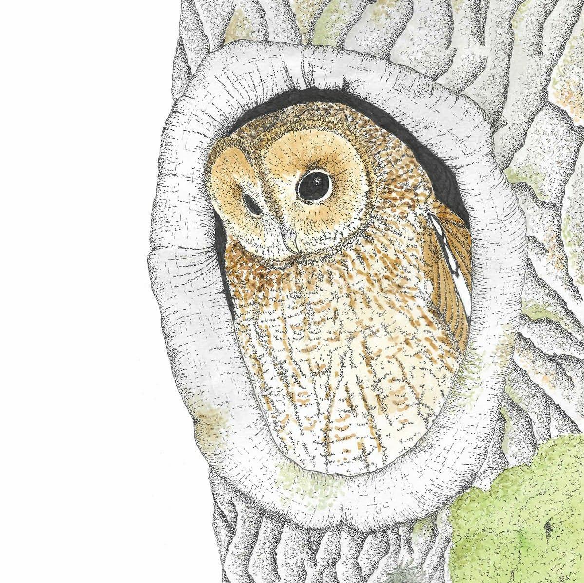 Tawny owl using oak gall ink