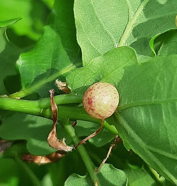 Cherry gall