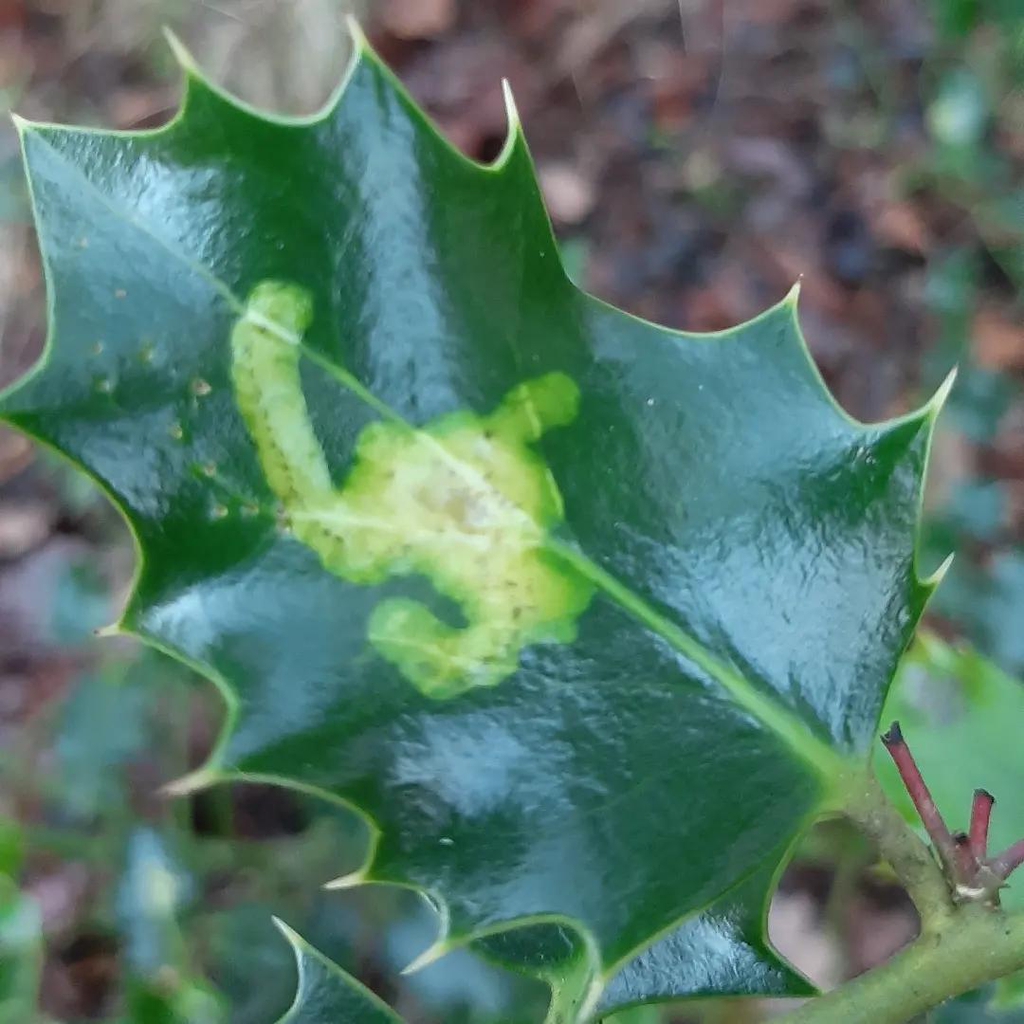 Holly Leaf Miner