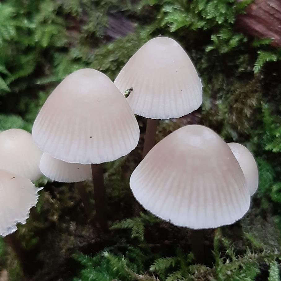 Bonnet Fungi (Mycena species)