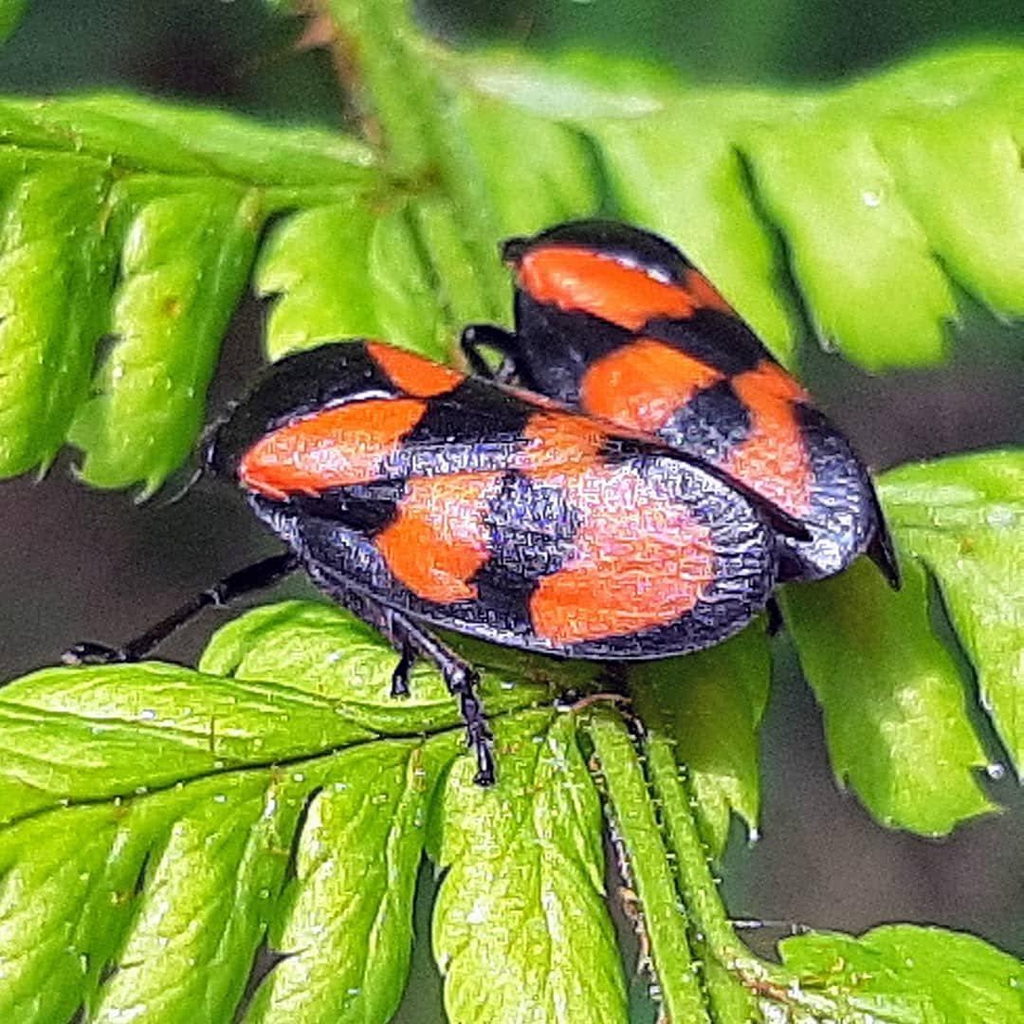 Froghopper