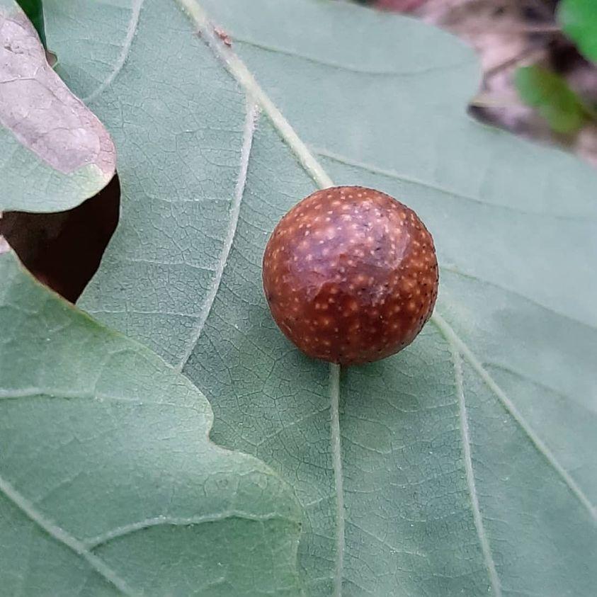 cherry gall