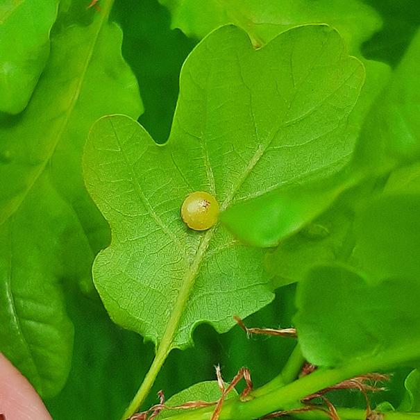 Cherry gall