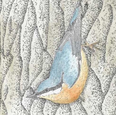 European Nuthatch 
(Sitta europaea)
