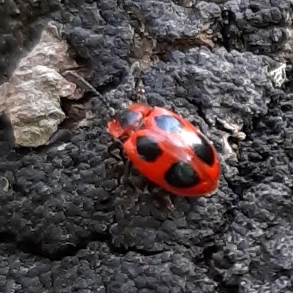 False Ladybird