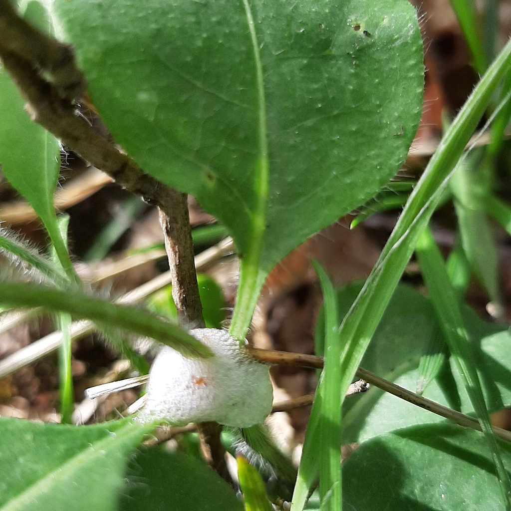 Cuckoo-spit, Spittlebugs and Froghoppers
(Philaenus, Neophilaenus, Aphrophora spp.) 