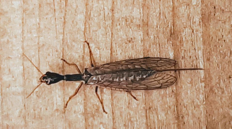 Snakefly (Raphidioptera family)