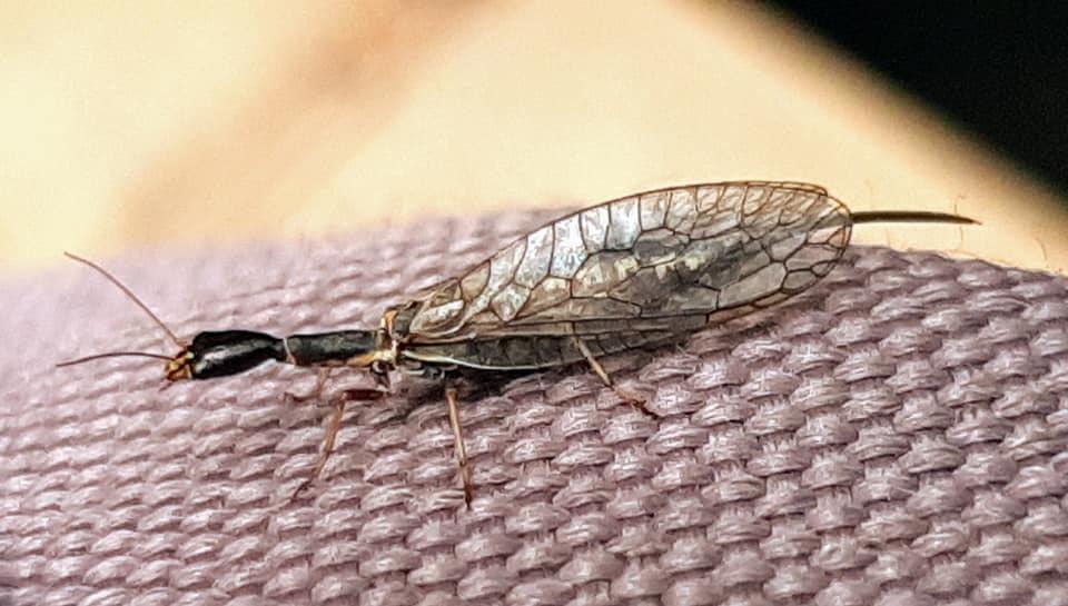 Snakefly (Raphidioptera family)