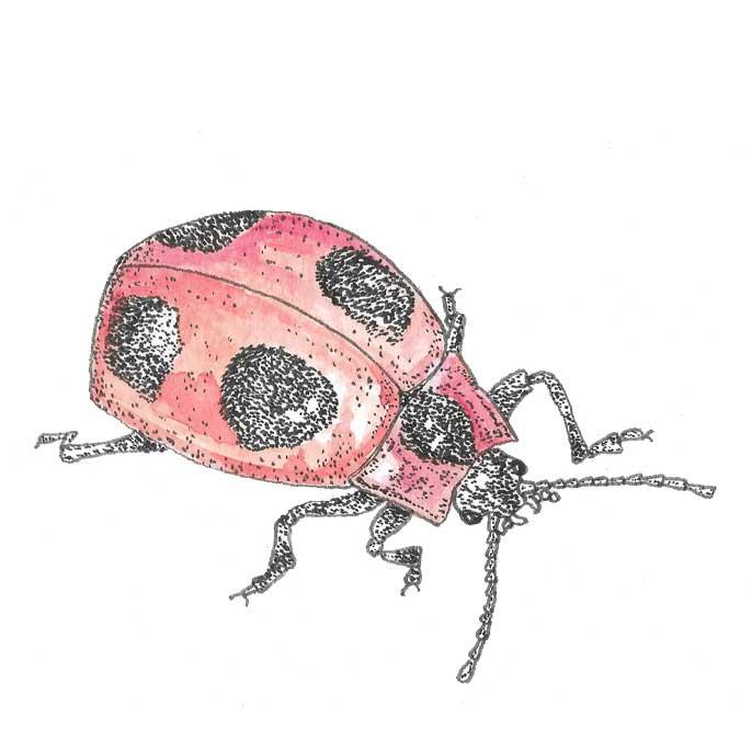 False Ladybird (Endomychus coccineus)