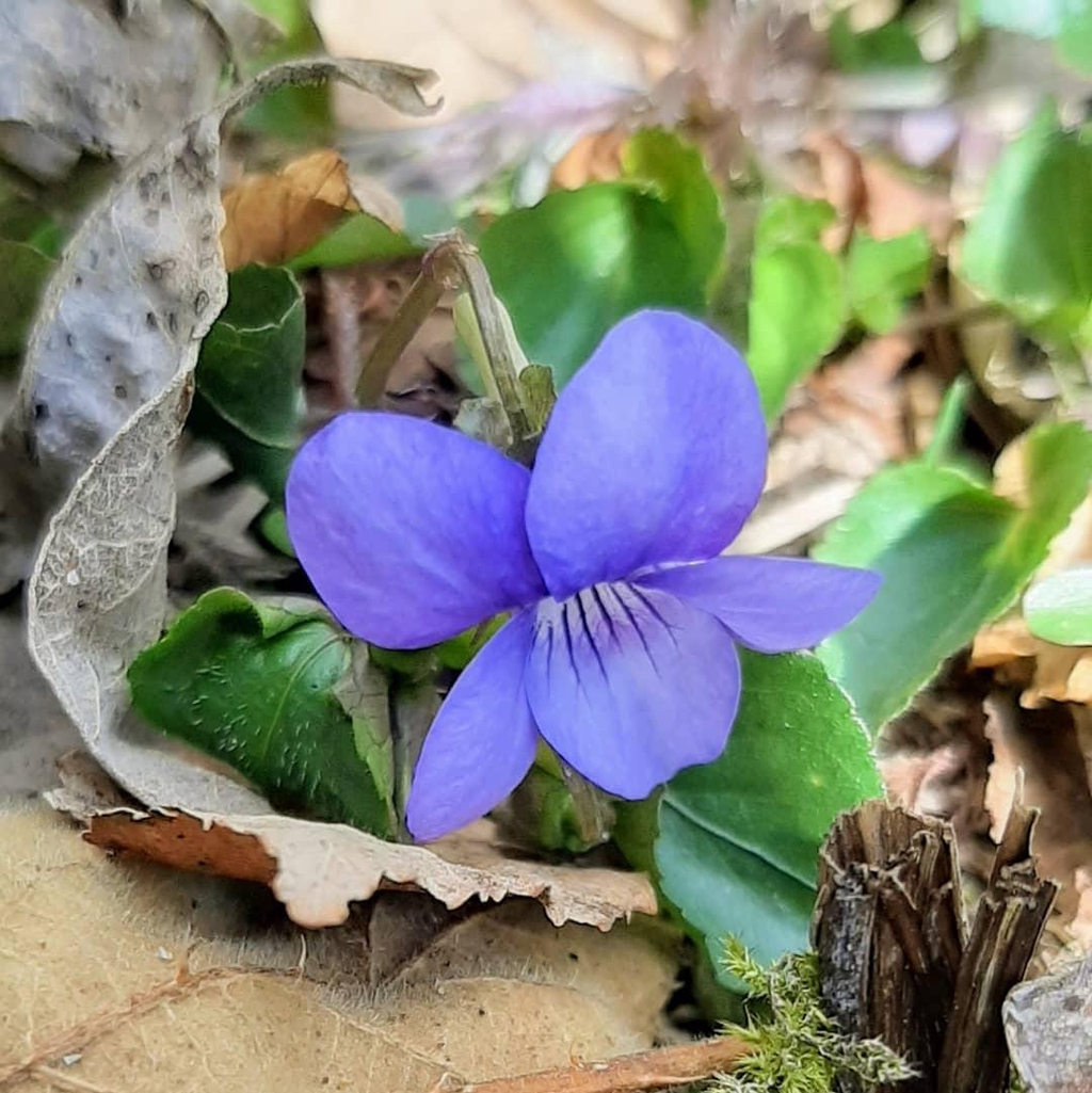 Common Dog-violet (Viola riviniana)